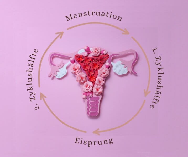 Menstruation Zyklus Fruchtbarkeit hormonelle Veränderungen-