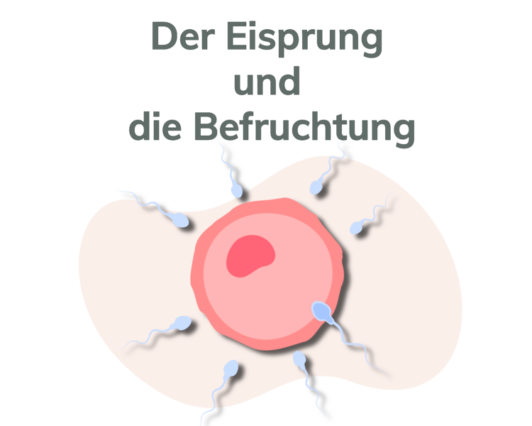 Eisprung Und Befruchtung