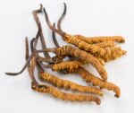 Cordyceps Bei Schilddrüsenunterfunktion Kinderwunsch Hashimoto Unregelmäßiger Zyklus Dysmenorrhoe Regelschmerzen